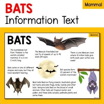 蝙蝠在家裡怎麼辦|蝙蝠資訊站 Bats information about Taiwan